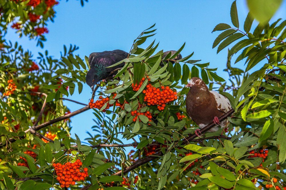Photograph by Ирина Шубина