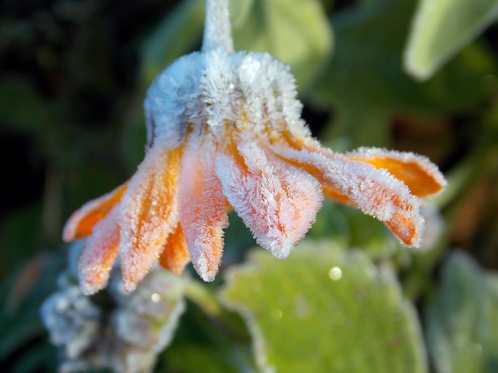 Ноготок в утреннем инее.Фото от 6.10.15.