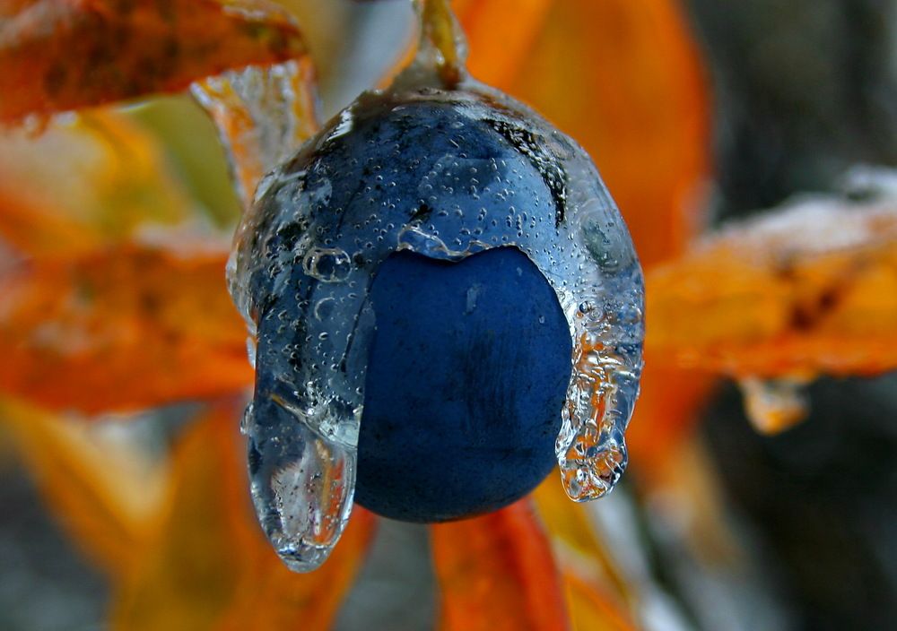 синий рыцарь