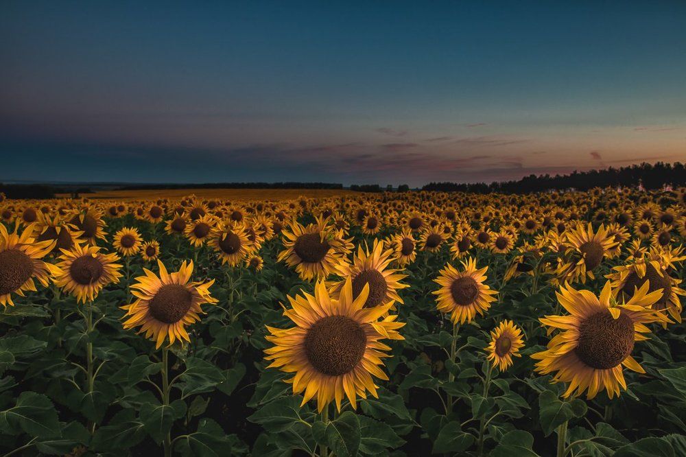 Подсолнухи