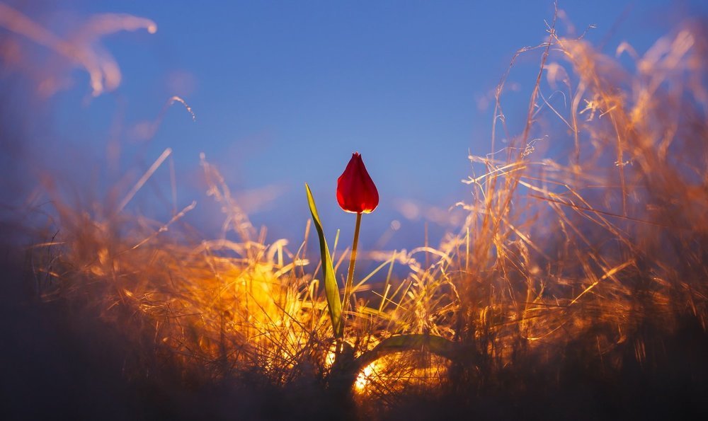 Тюльпан Геснера (Шренка)