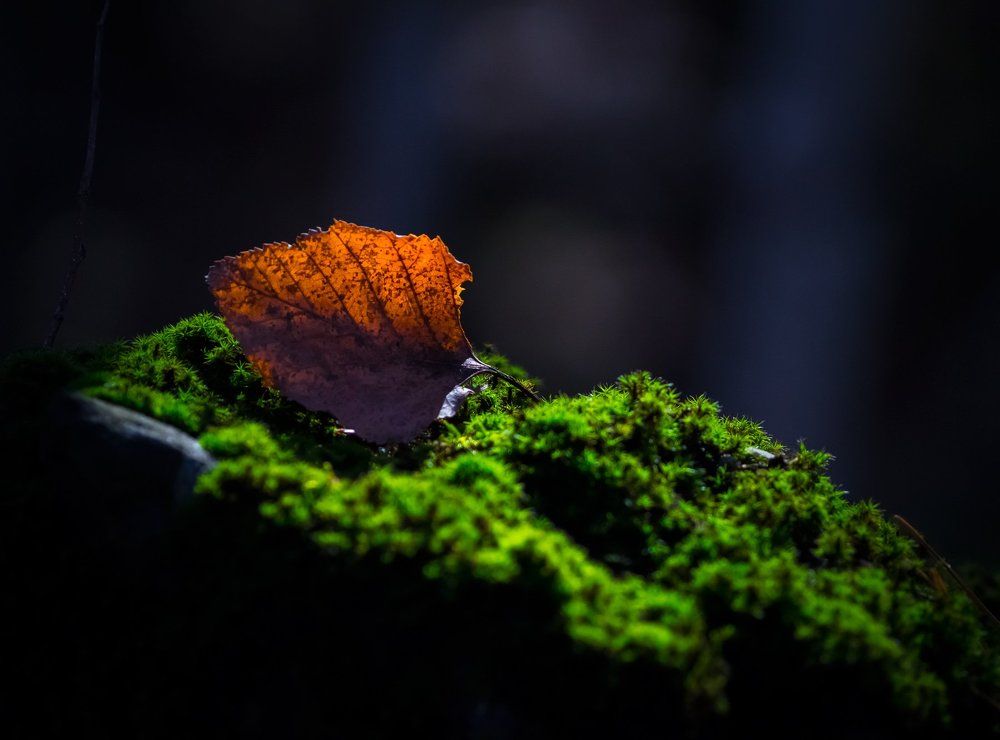 Лист на мху