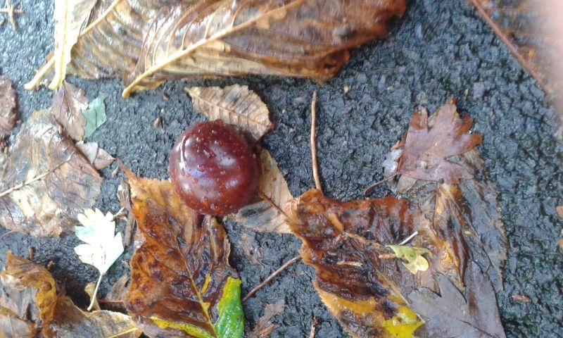 Светлана, Great Britain