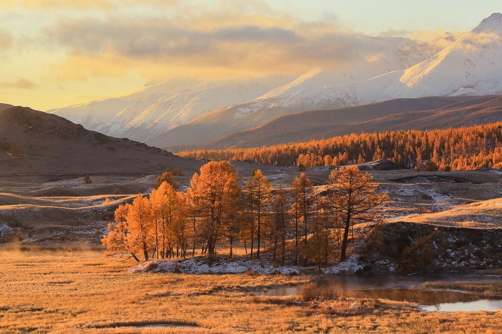 Золото Алтая