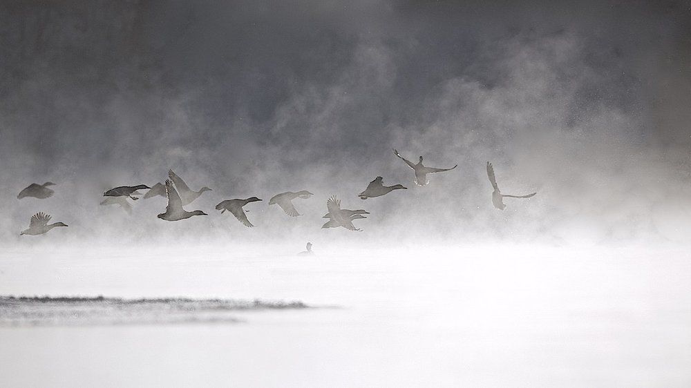 Серая шейка