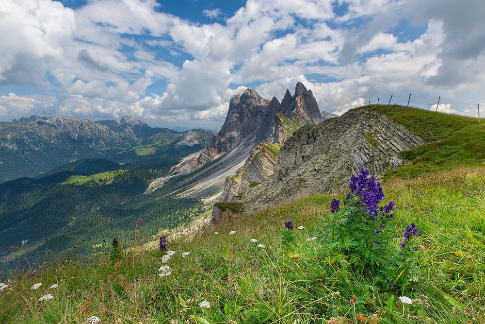 В гостях у люпина