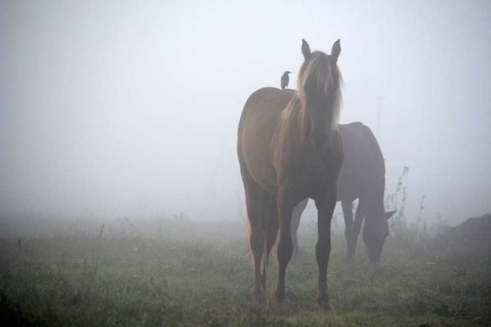 Mountain Horse in the mist