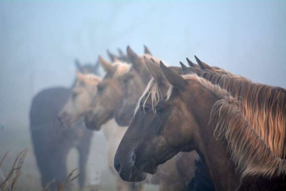 Rocky Mountain Horses in the mist