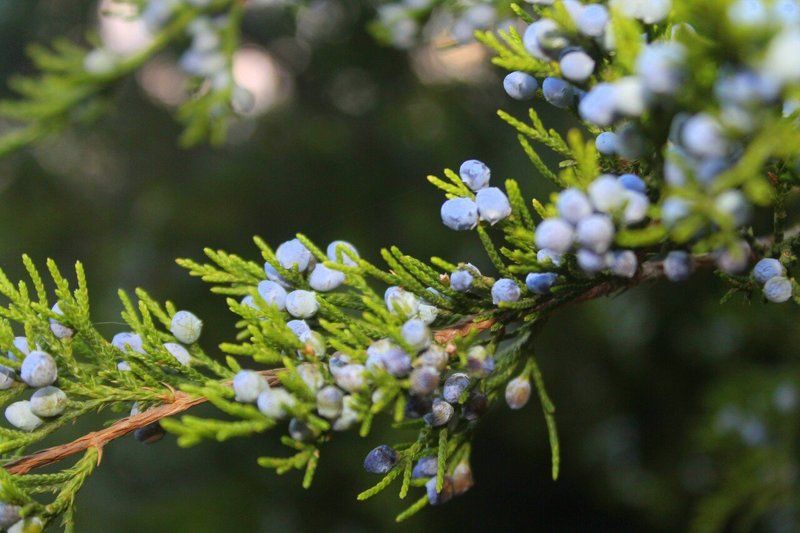 Олександра, Ukraine