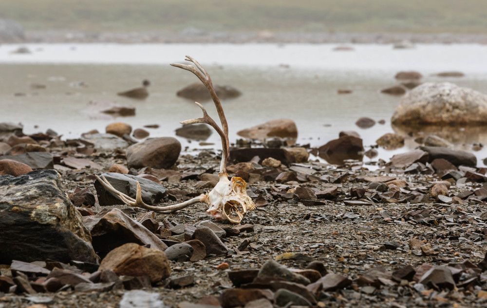 Выживает сильнейший...