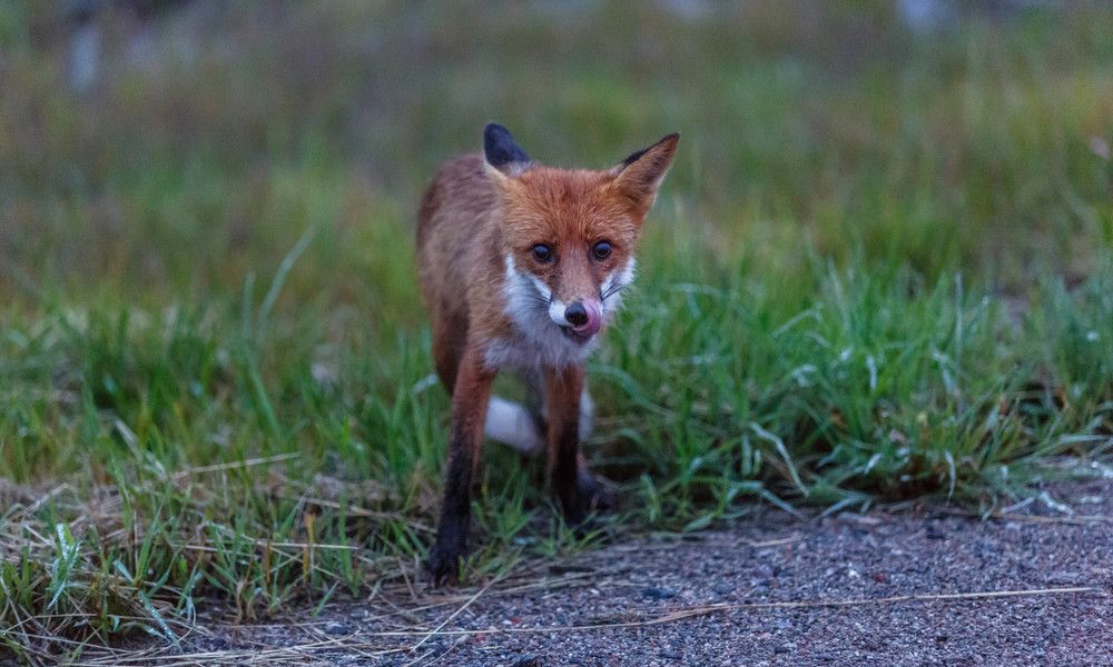 Угощать будете???