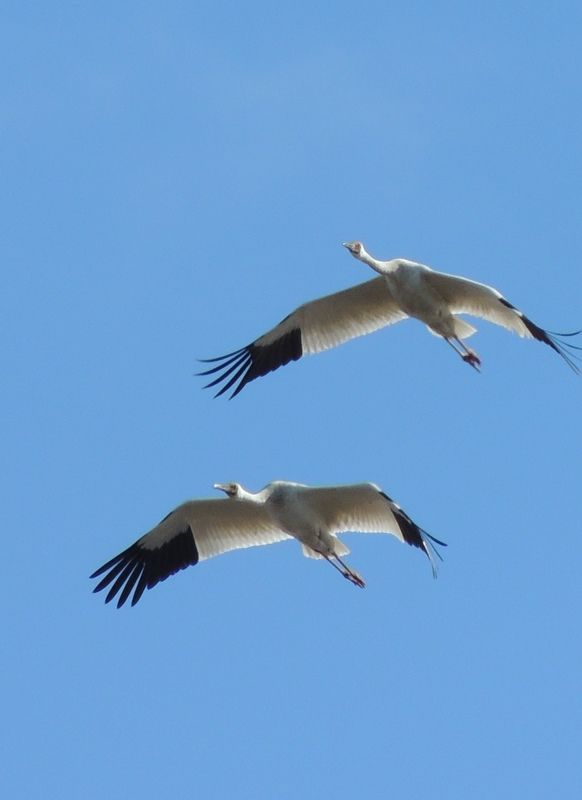 сардана, Russia