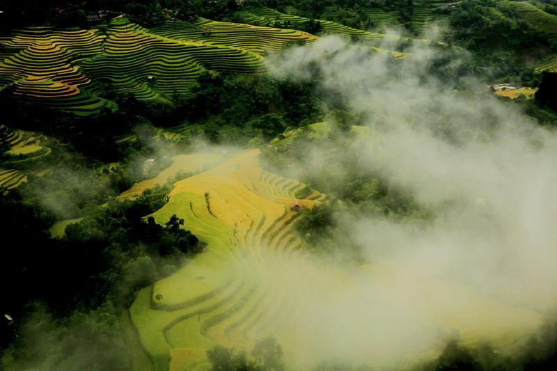 Nguyen Quy Hoai, Vietnam
