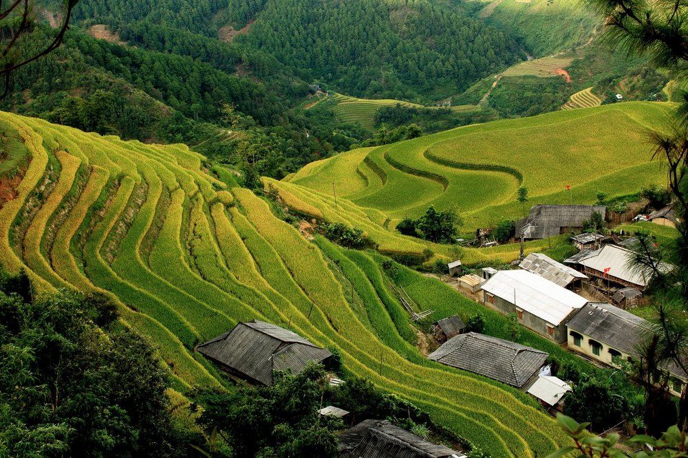 Terraced Fields in Ban_Phung village, Hoang Su Phi, Ha Giang, Vietnam