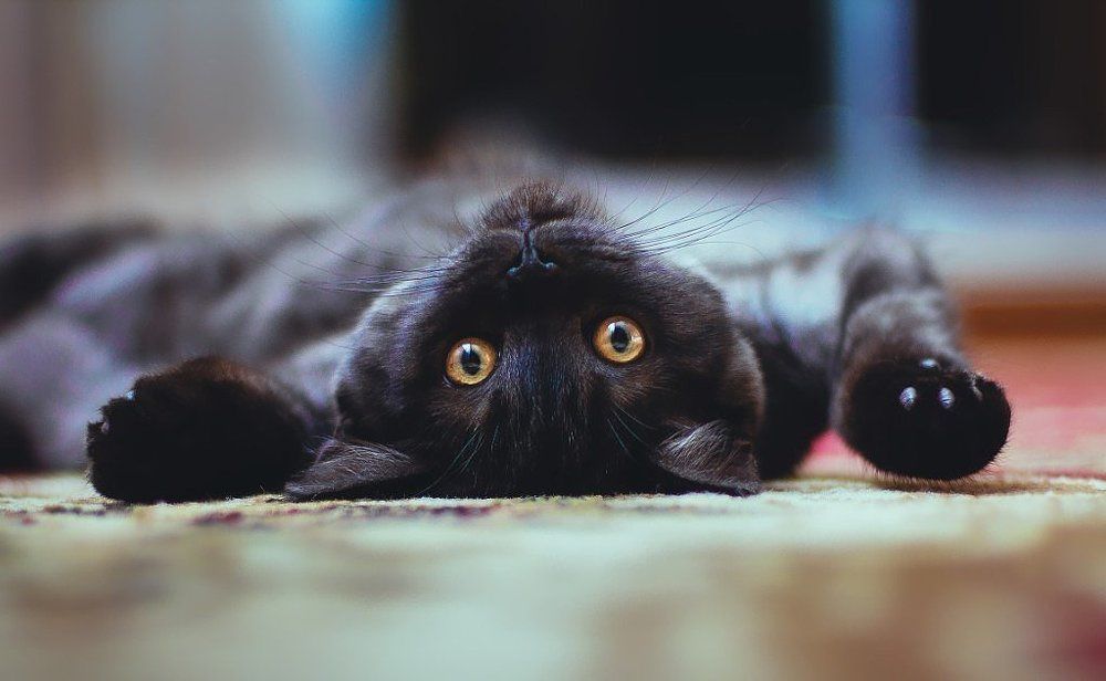 Photograph by Ксения Сутырина