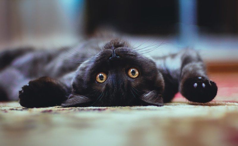 Ксения Сутырина, Russia