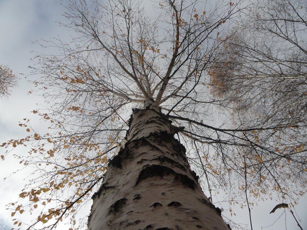 Photo #988602