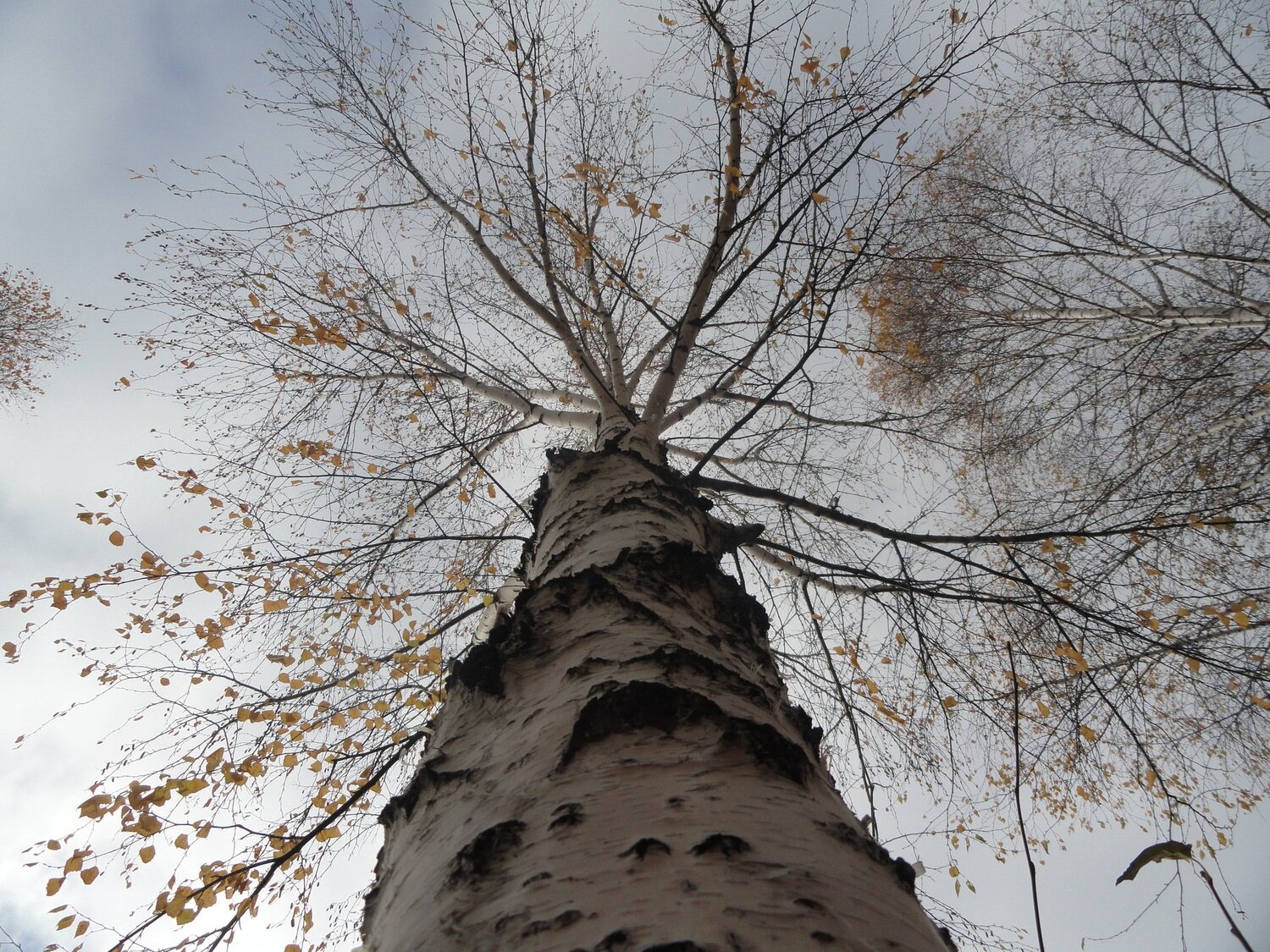 Photo #988602