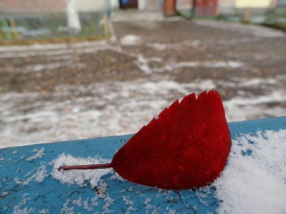 Photo #988606