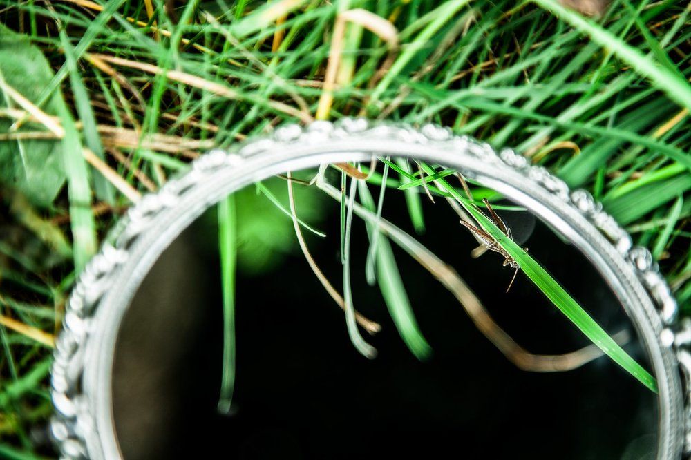 Зеленый мир