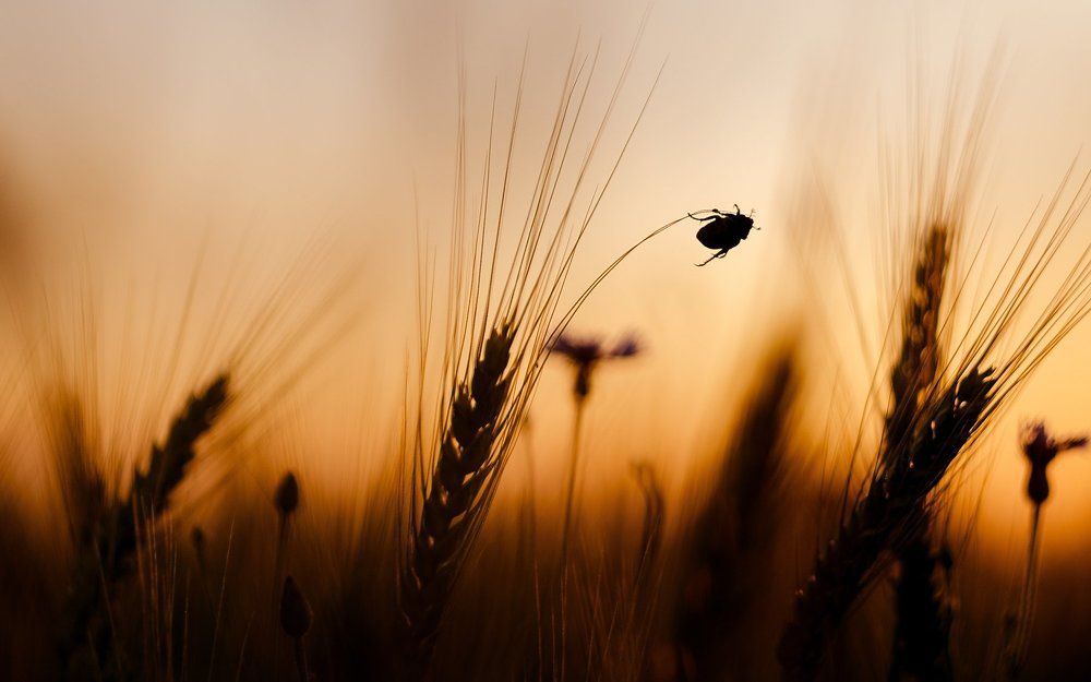 Прыжки с шестом