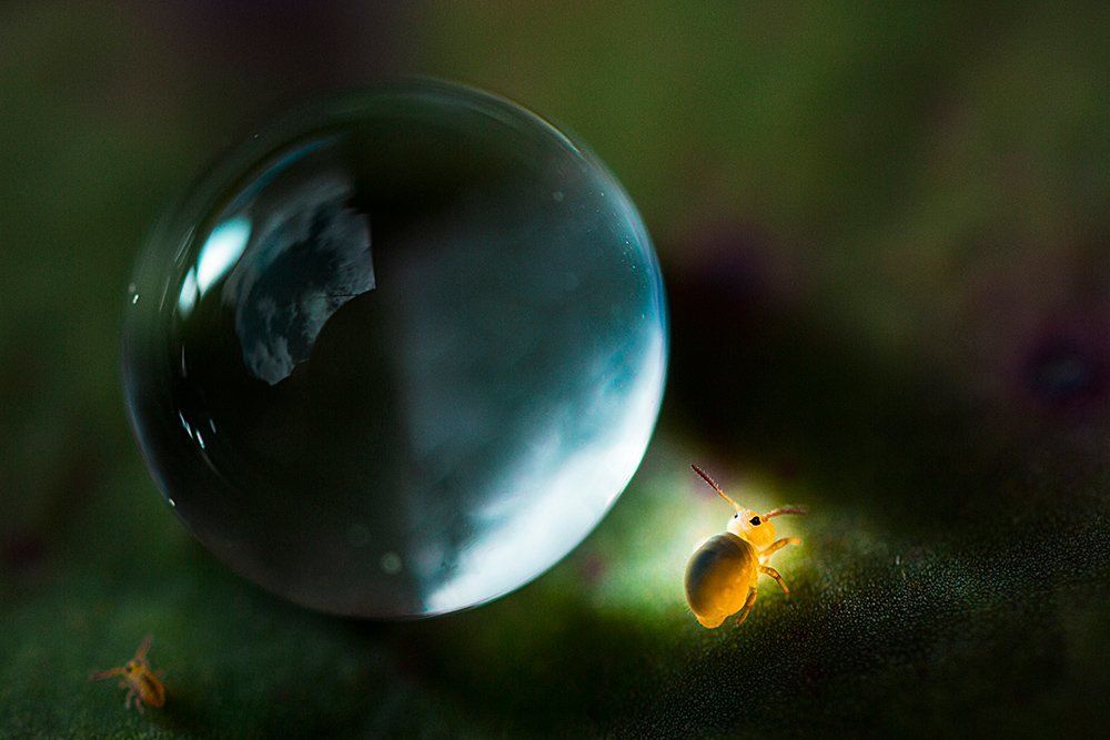 Springtail and drop of water