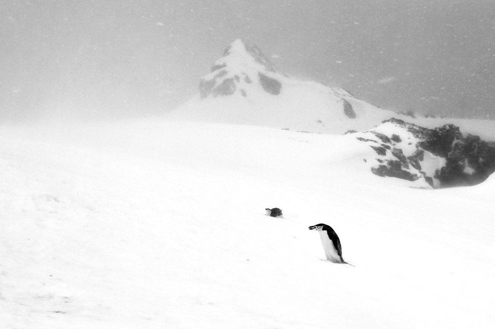 Камешек...для гнезда.