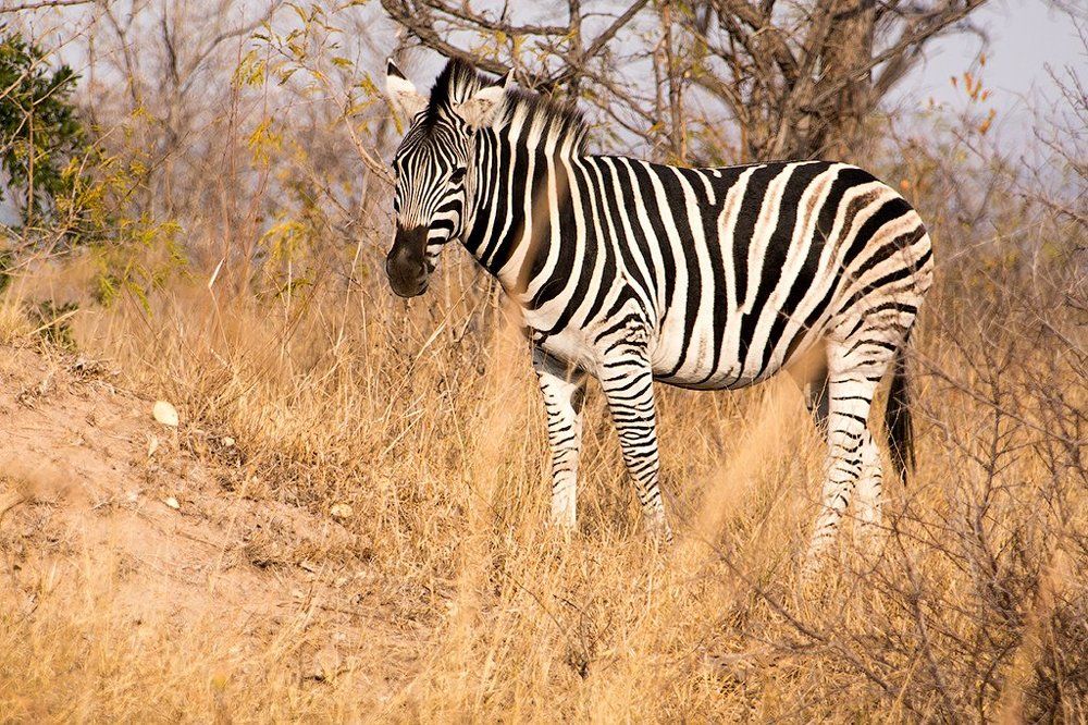 Зебра обыкновенная