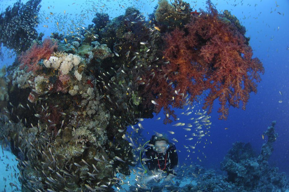 Под крышей корала