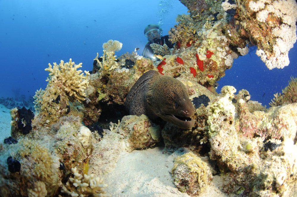 Две сестрички