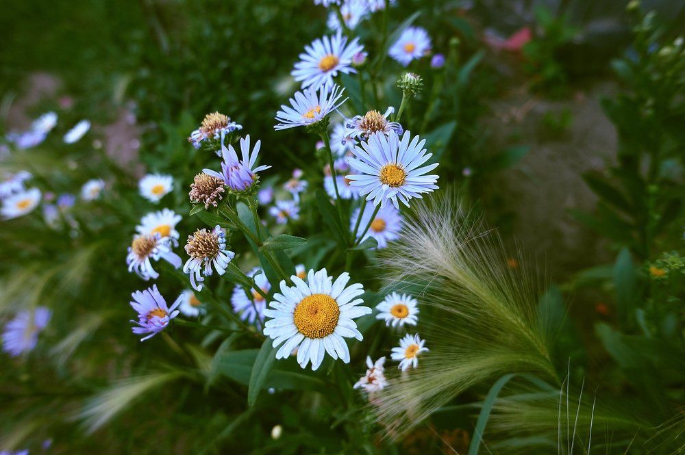 с грядки в кадр