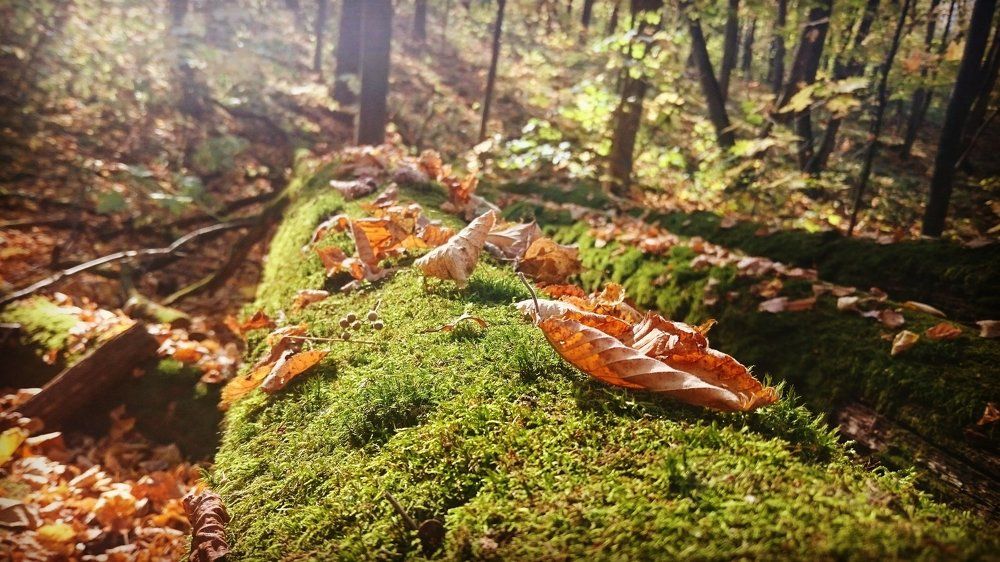 Photograph by Настя