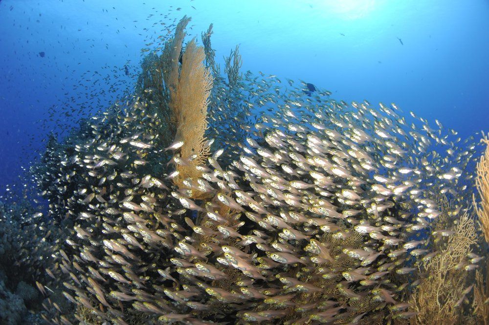 Мы блестящие..