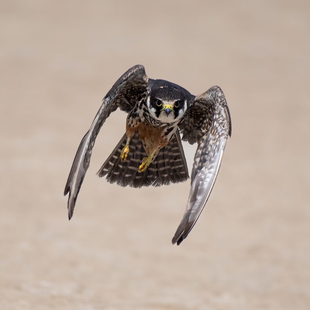 Photograph by Navjot Singh