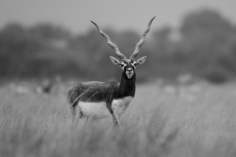 Photograph by Navjot Singh