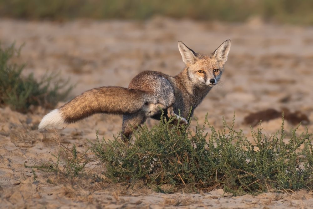 Photograph by Navjot Singh