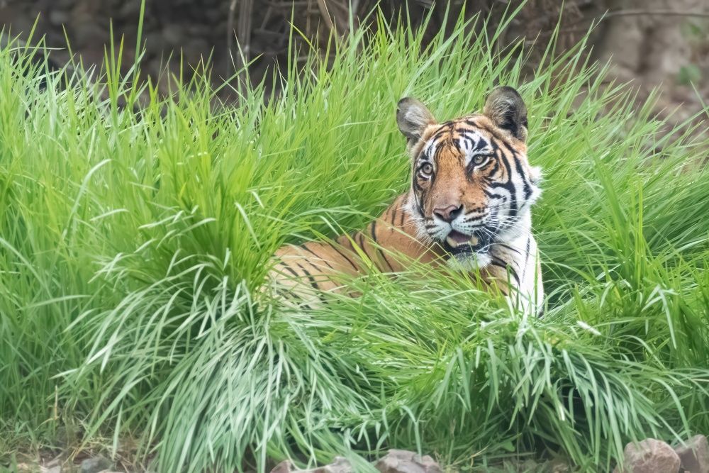 Photograph by Navjot Singh