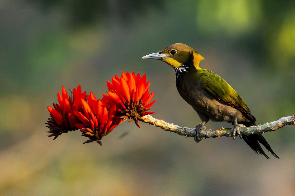 Photograph by Biswajit Dutta