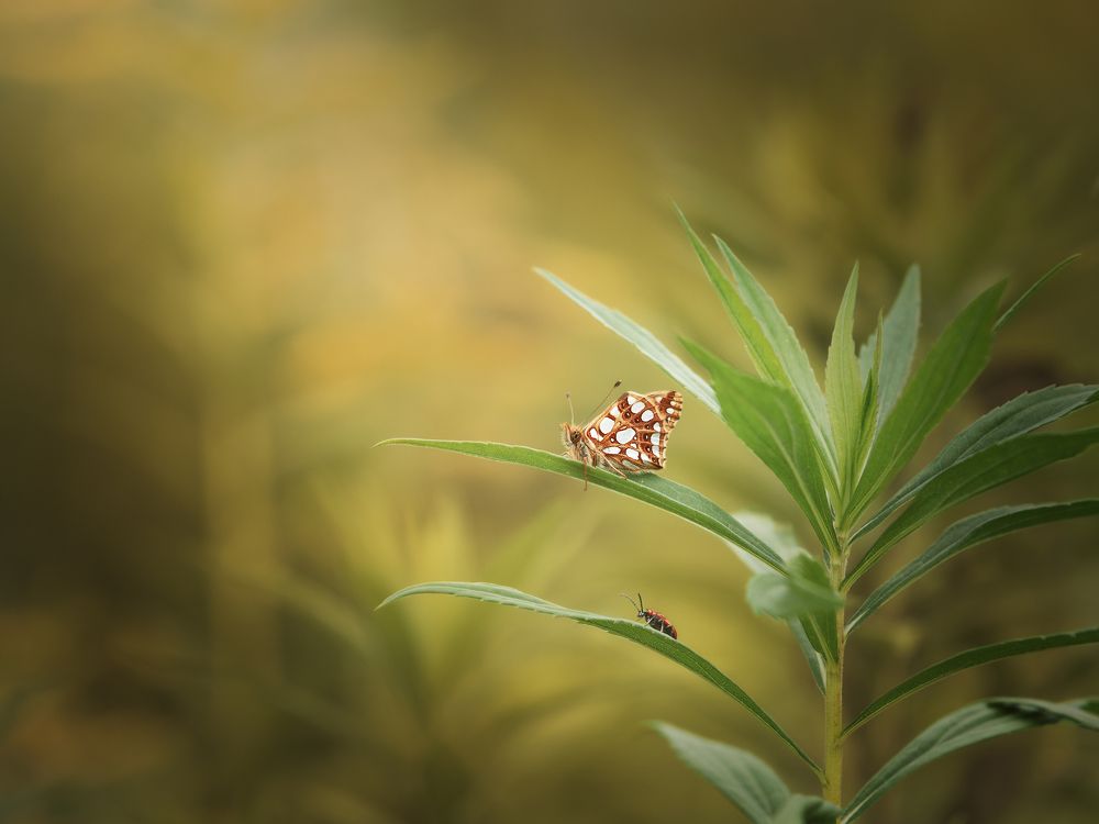 Photograph by Роман Филиповец