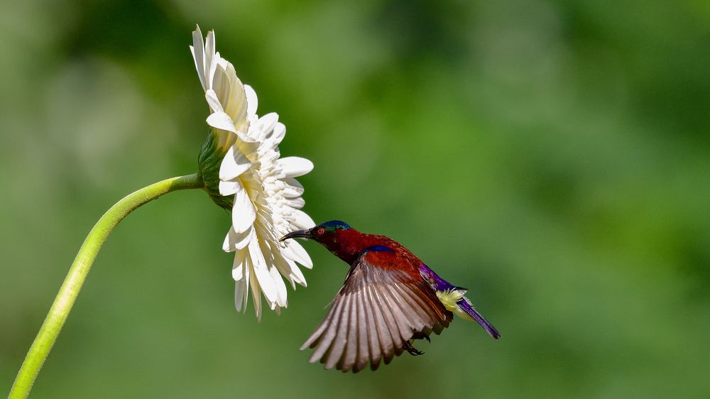 Photograph by Irene Chattopadhyay