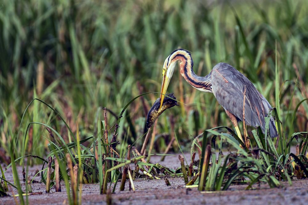 Photograph by Biswajit Dutta