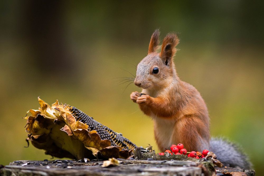 Photograph by Антон Лобачёв