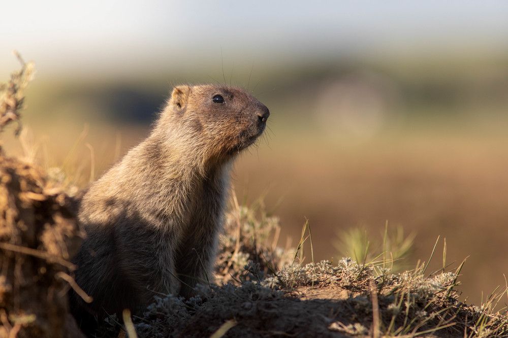 Photograph by Антон Лобачёв