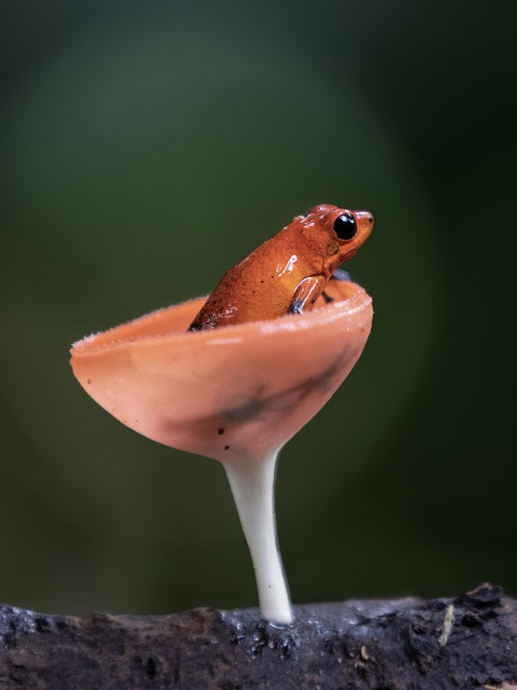 The tiny bottle of poison...!!!