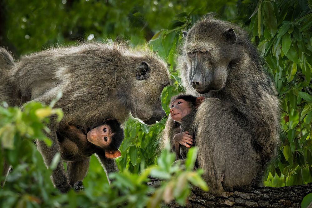 № 3  Из жизни обезьян