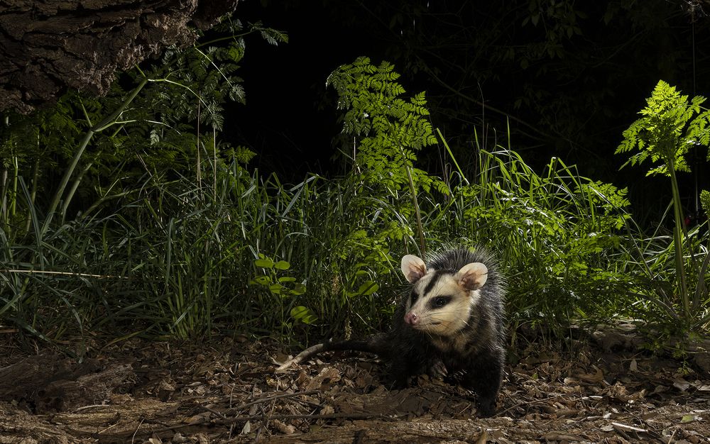 Photograph by Esteban Argerich