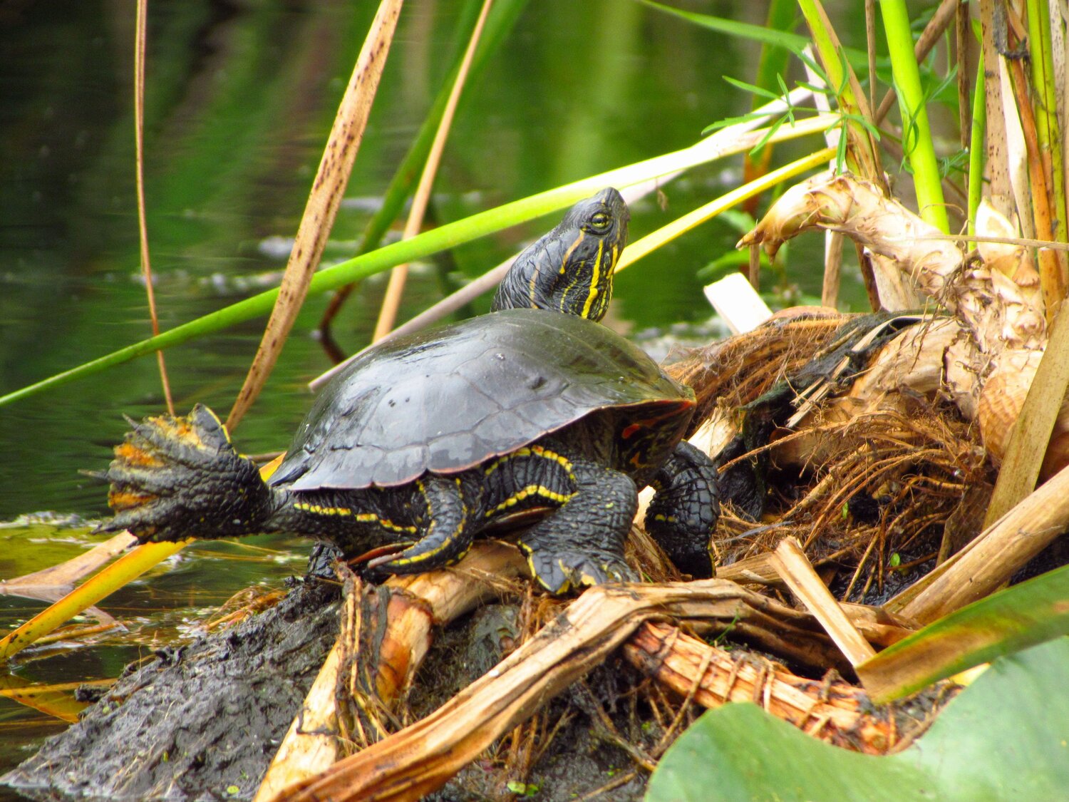 Lone Painted Turtle