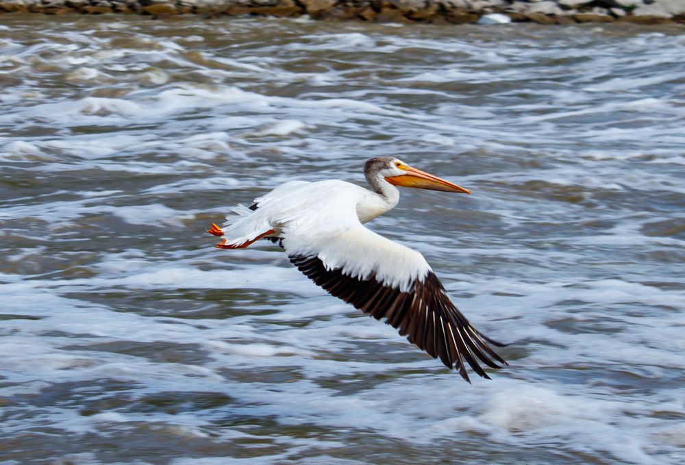 Pelican in Flight