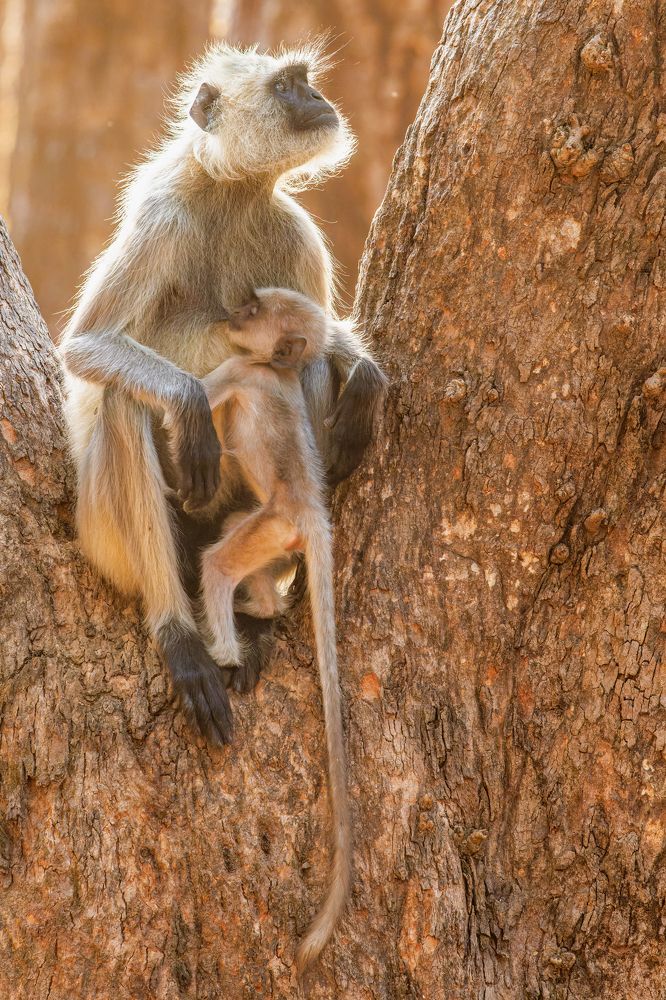 Photograph by Soumitra Ghosh