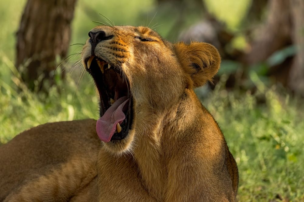 Photograph by Soumitra Ghosh